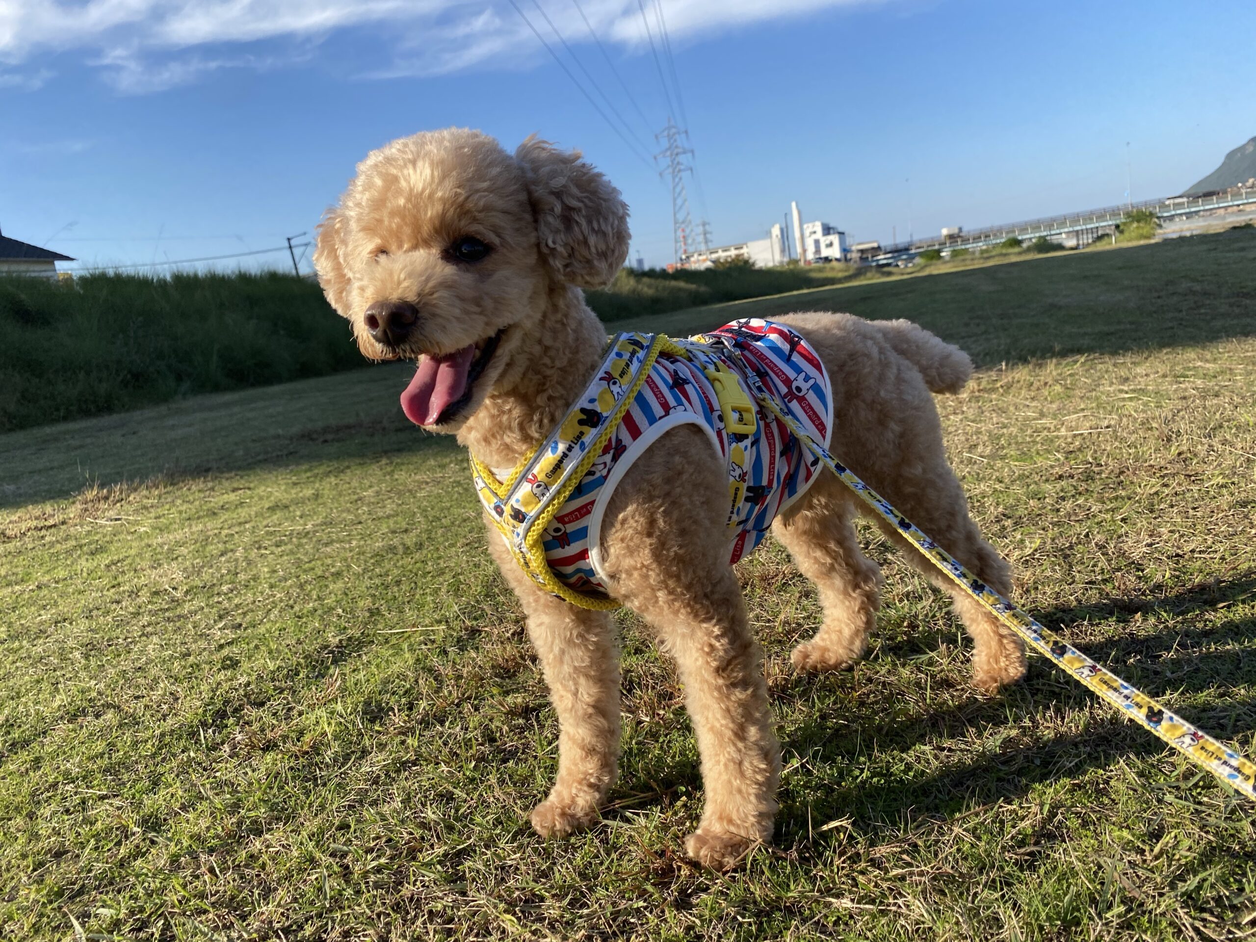 愛犬 ブログ トイプードルのマロンの日記です はまブログ 80 Hammar